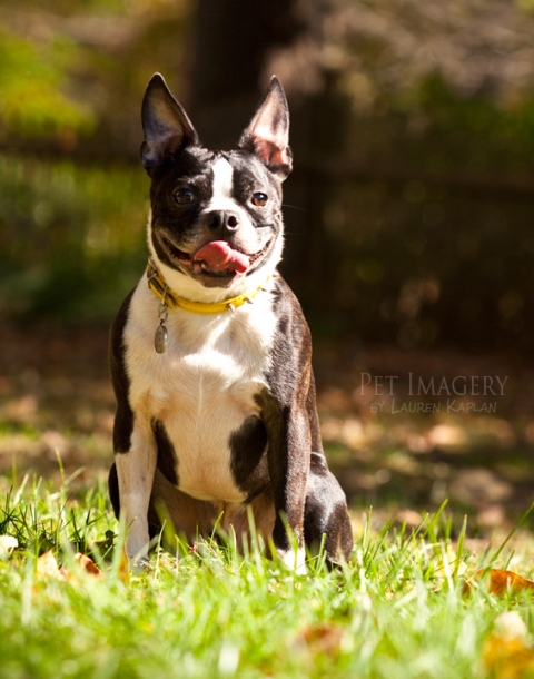 boston terrier west chester pa