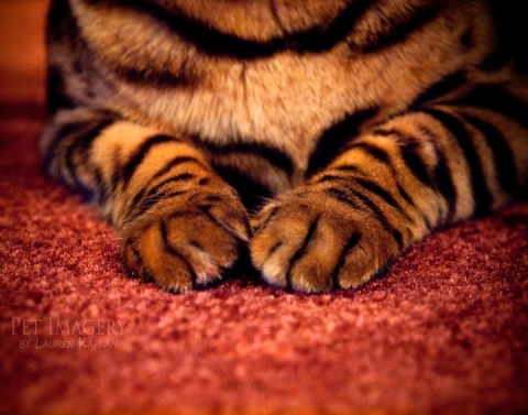 bengal cats philadelphia pa cat paws