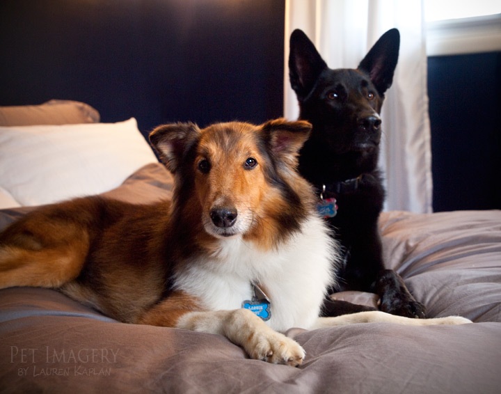 New Pet Photography: Gus and Lassie, Shephard/Husky Mix and Shetland Sheepdog PA Pet Imagery by Lauren Kaplan Photography, Philadelphia, PA Pet Photography