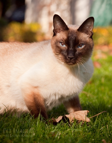 siamese cats haverford pa