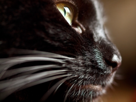 black cat philadelphia