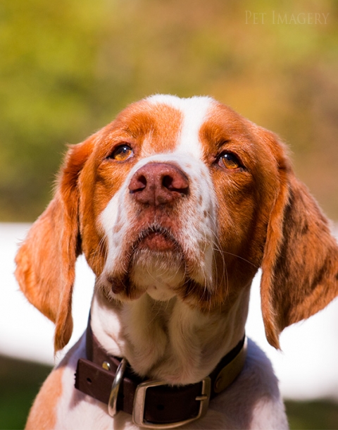 brittany spaniel, pet imagery, best pet photographer, new jersey