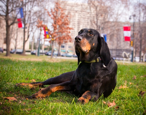 coonhound-best-pet-photography-kaplan