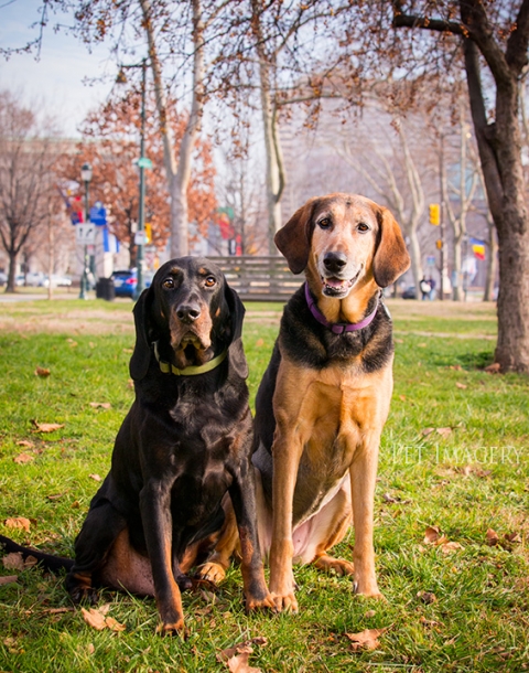 coonhound-best-pet-photography-kaplan