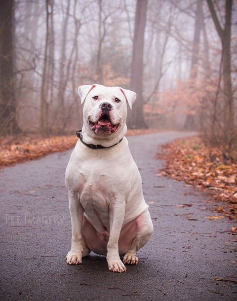 american bulldog best pet photography de kaplan