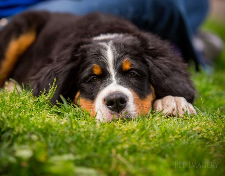 bernese mountin dog pet photography kaplan