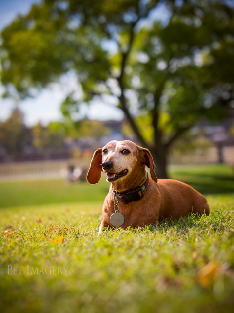 best pet photography dachshund kaplan