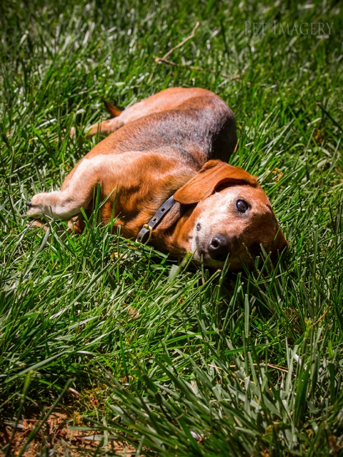 pet dogs photography dachshund