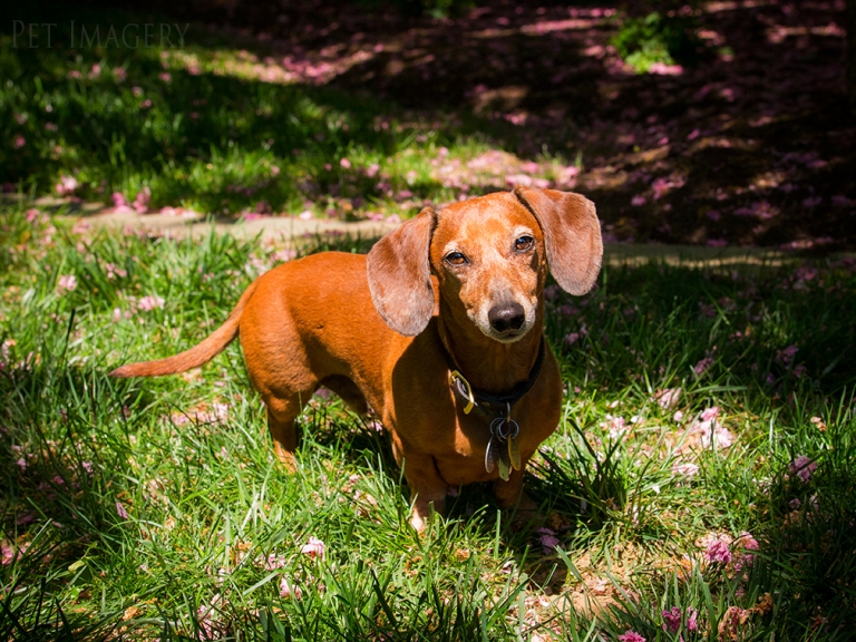 pet dogs photography dachshund