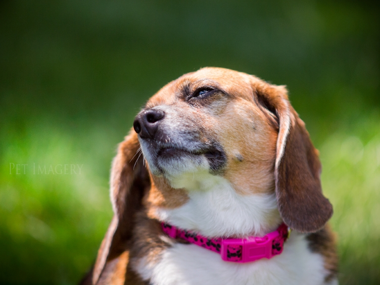 best dog photography kaplan pet imagery