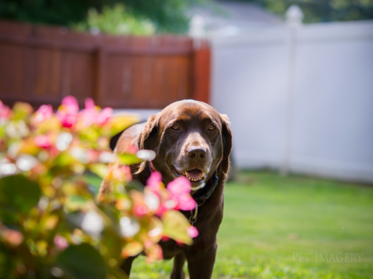New Dog Photography Smokey, Chocolate Lab; Cinnaminson, NJ » Pet