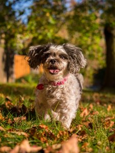 best pet photography pet imagery