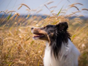 _dog-photography-kaplan