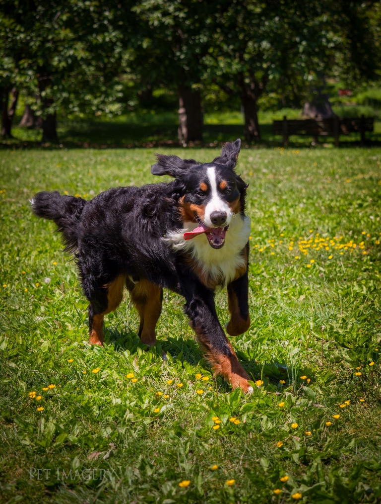 Pet Imagery by Lauren Kaplan Photography