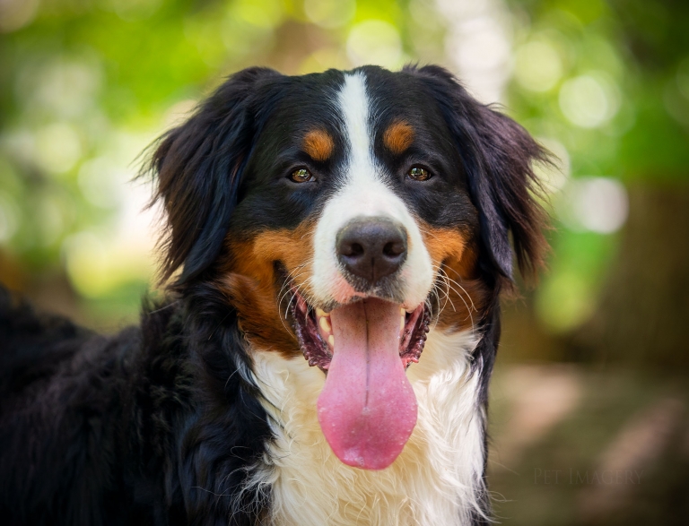 Pet Imagery by Lauren Kaplan Photography