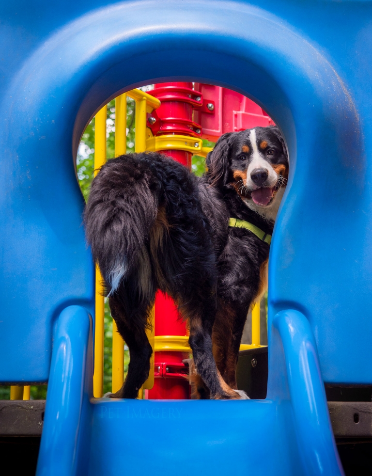 Pet Imagery by Lauren Kaplan Photography